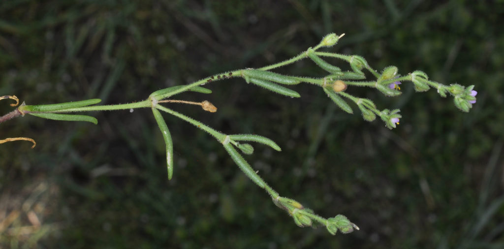 Flora of Eastern Washington Image: Spergularia salina stem and leaves