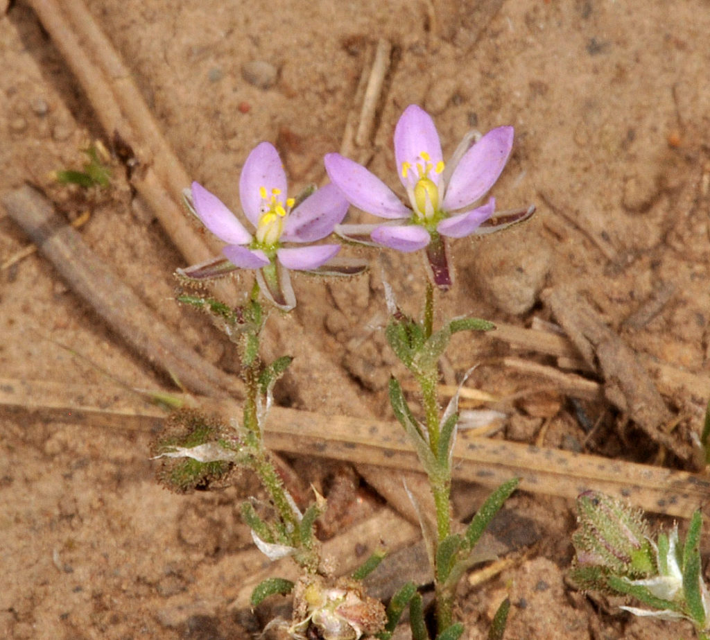 Flora of Eastern Washington Image: Spergularia rubra two flowers