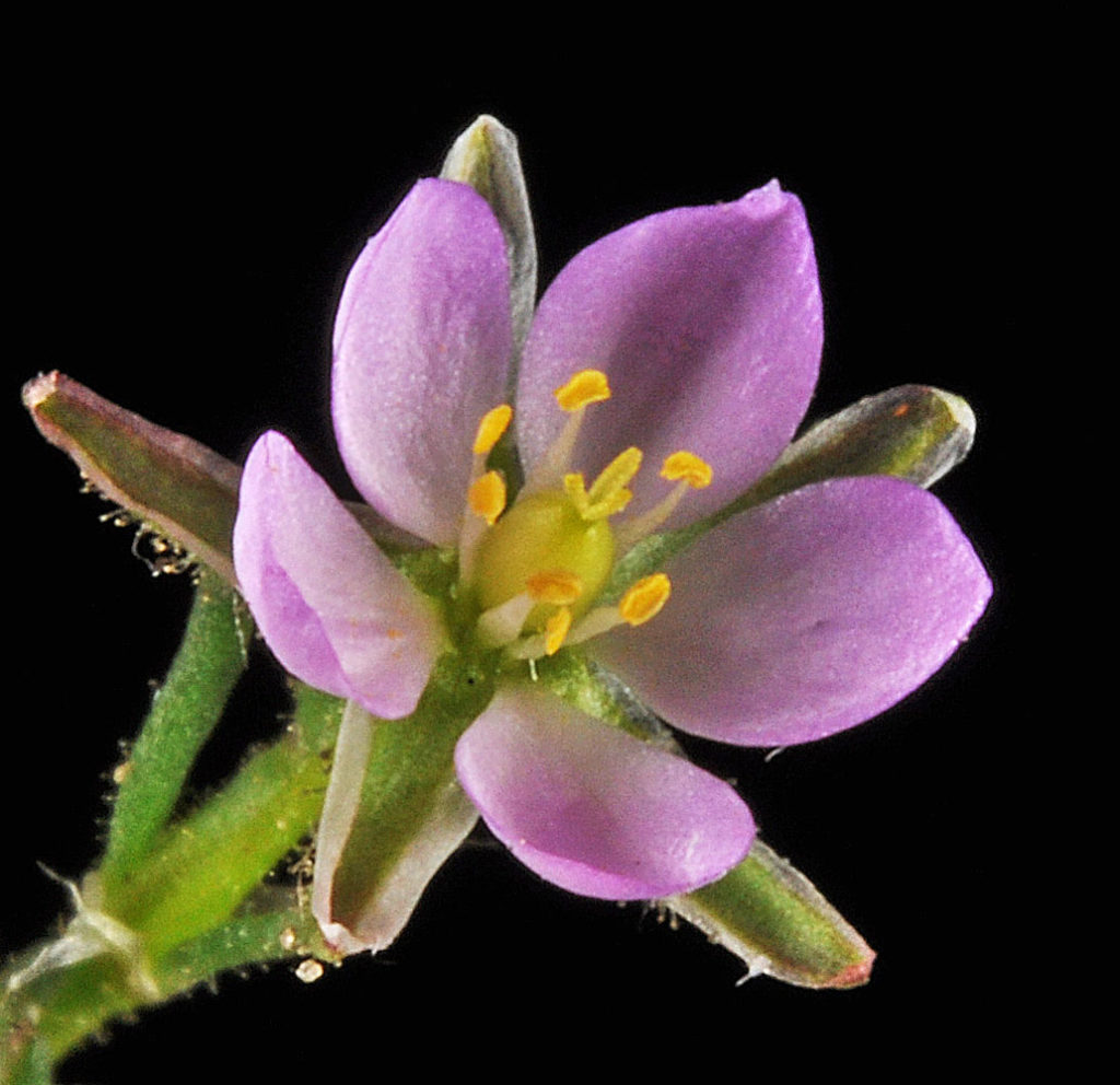 Flora of Eastern Washington Image: Spergularia rubra top side view of center of flower