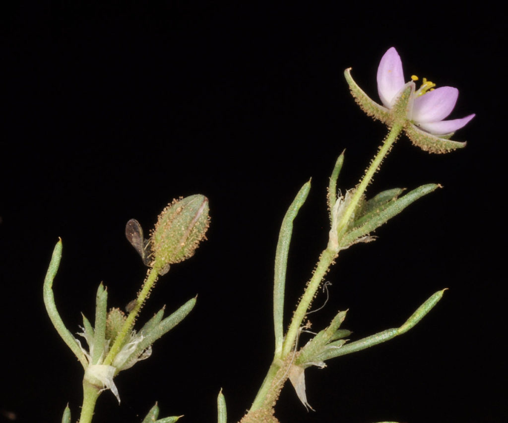 Flora of Eastern Washington Image: Spergularia rubra two stems in lab