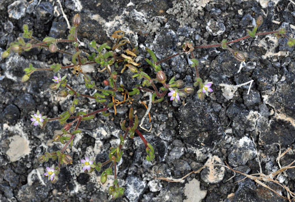 Flora of Eastern Washington Image: Spergularia salina top down view