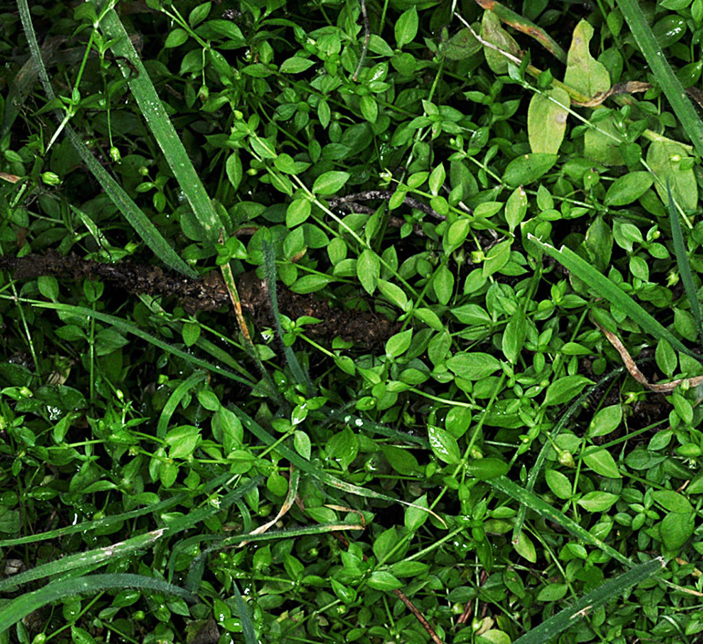 Flora of Eastern Washington Image: Stellaria crispa full plant in nature zoom in