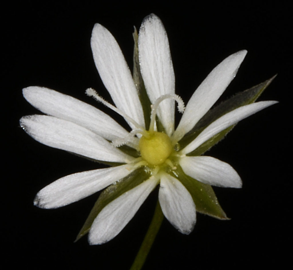 Flora of Eastern Washington Image: Stellaria graminea zoom in on center flower