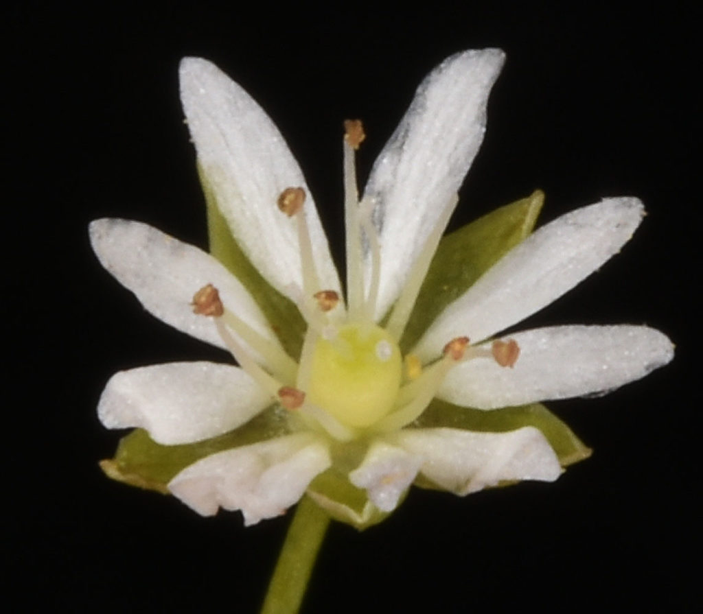 Flora of Eastern Washington Image: Stellaria longifolia flower right angle sprouted