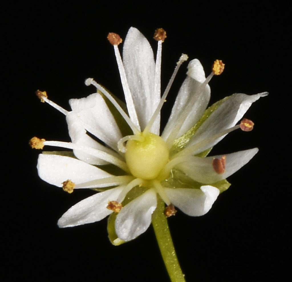 Flora of Eastern Washington Image: Stellaria longifolia flower sprouted