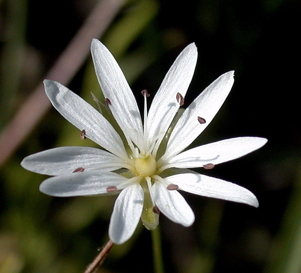 Flora of Eastern Washington Image: Stellaria longipes top view of flower in nature
