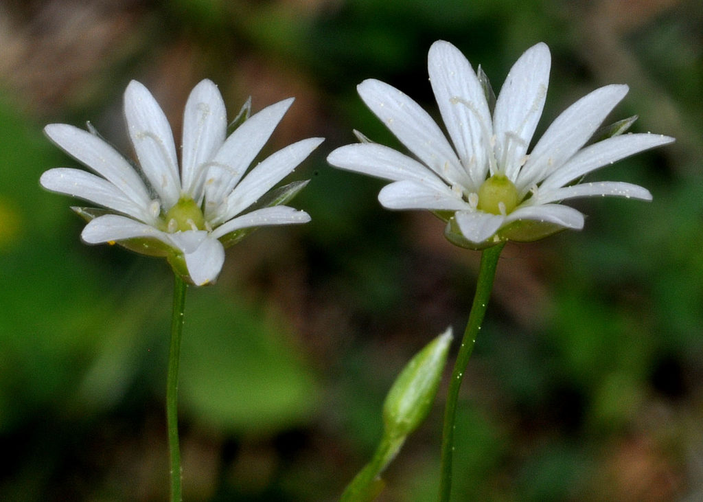Flora of Eastern Washington Image: Stellaria longipes two flowers in nature