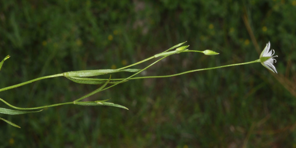 Flora of Eastern Washington Image: Stellaria longipes side view of plant in nature