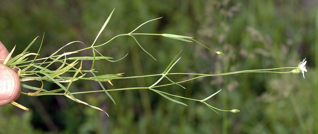 Flora of Eastern Washington Image: Stellaria longipes side profile of plant in nature