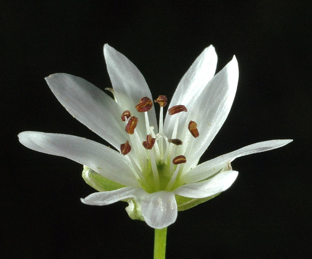 Flora of Eastern Washington Image: Stellaria longipes top angle view of flower