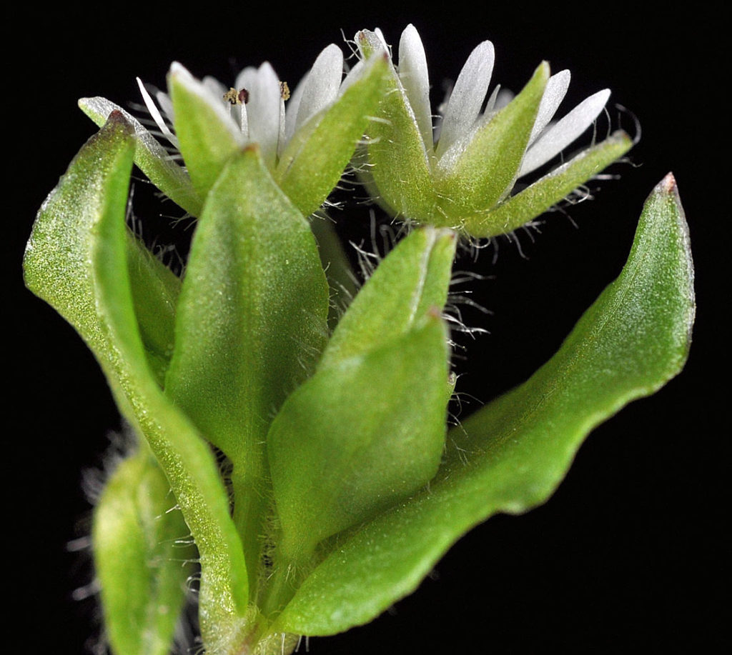 Flora of Eastern Washington Image: Stellaria media 5
