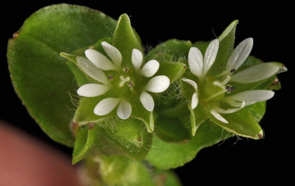 Flora of Eastern Washington Image: Stellaria media 4