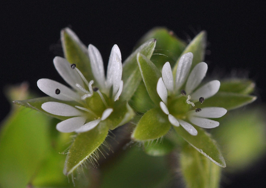 Flora of Eastern Washington Image: Stellaria media 8