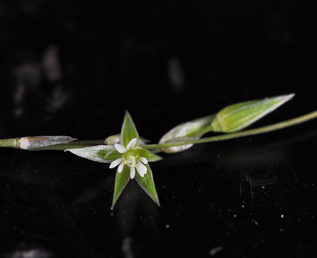 Flora of Eastern Washington Image: Stellaria nitens center of flower