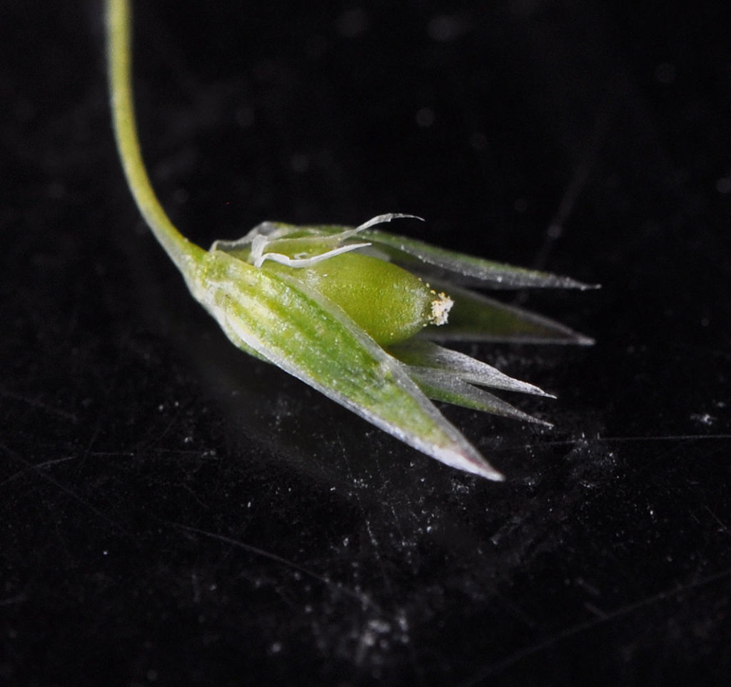 Flora of Eastern Washington Image: Stellaria nitens bulb only