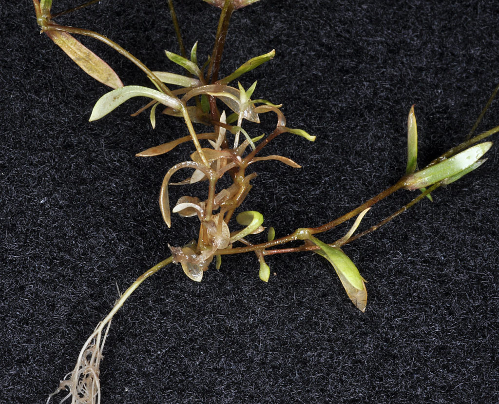 Flora of Eastern Washington Image: Stellaria nitens leaves and stem