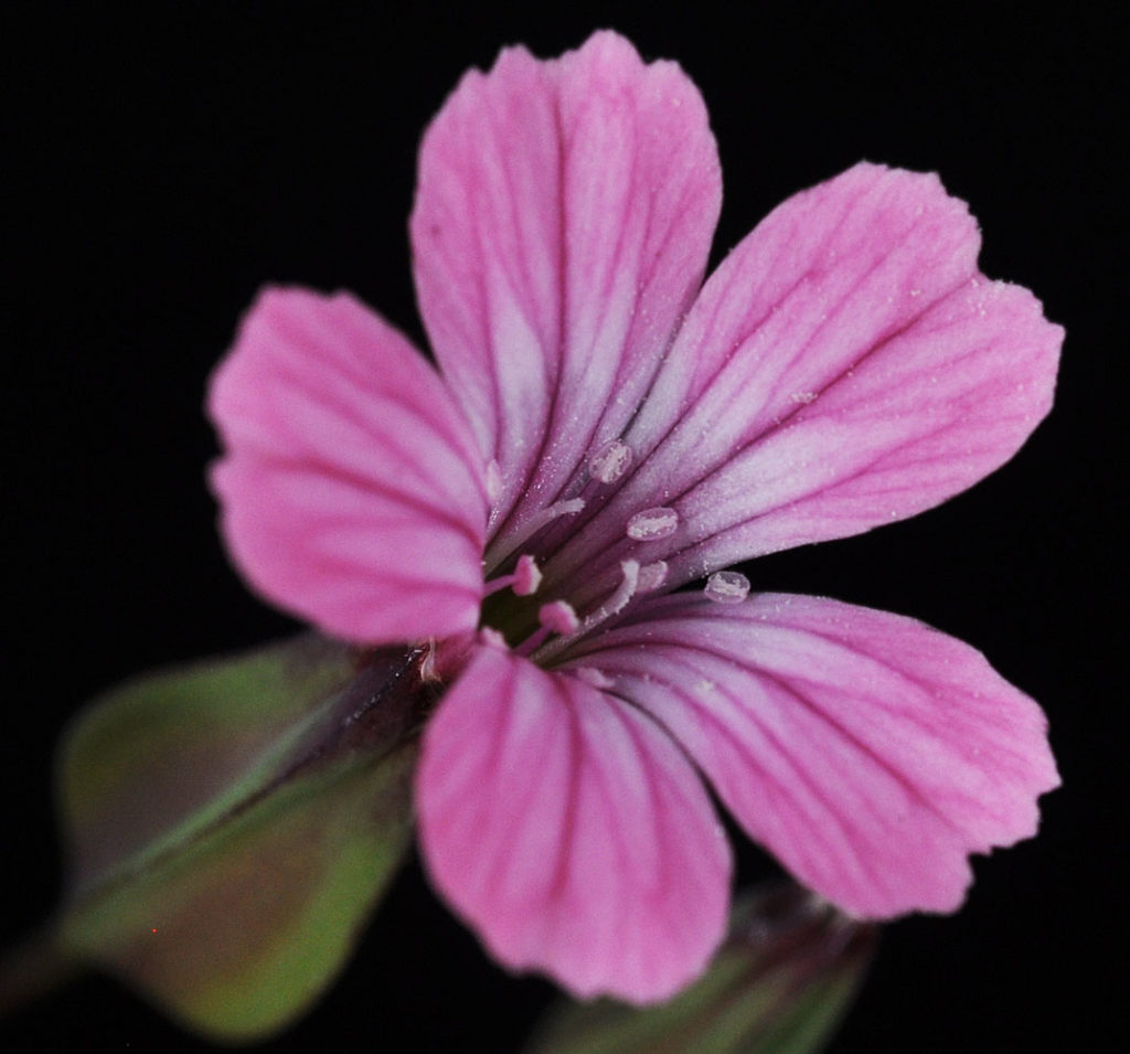 Flora of Eastern Washington Image: Vaccaria hispanica flower center
