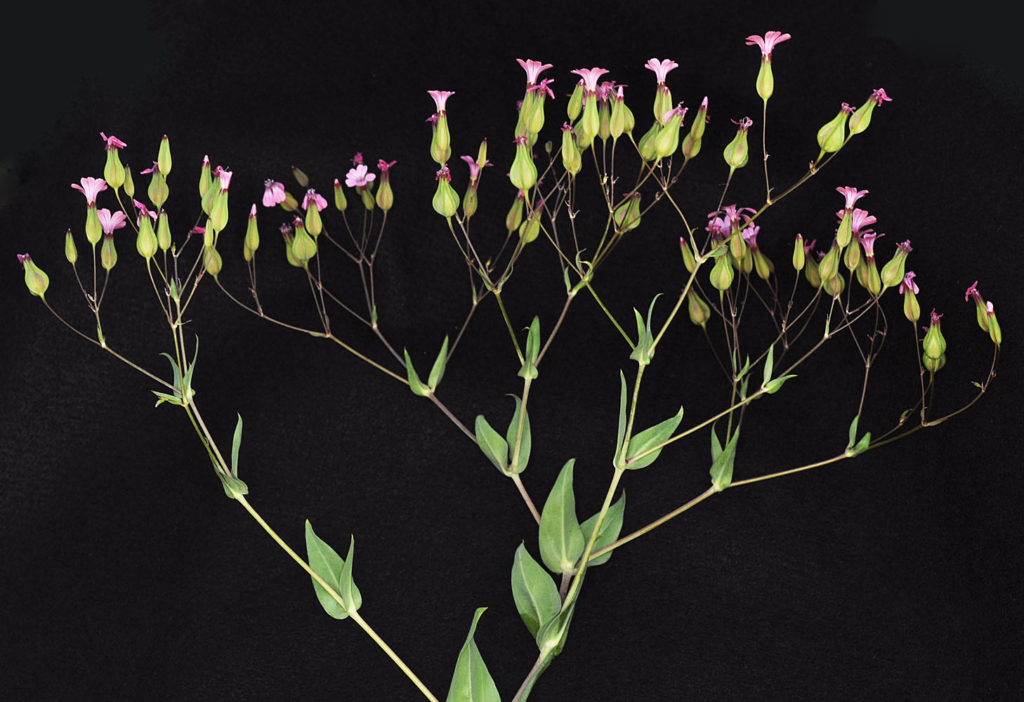 Flora of Eastern Washington Image: Vaccaria hispanica plant in lab