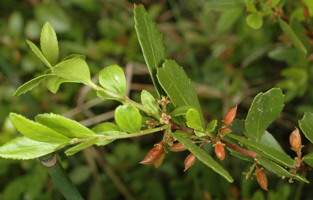 Flora of Eastern Washington Image: Paxistima myrsinites 5