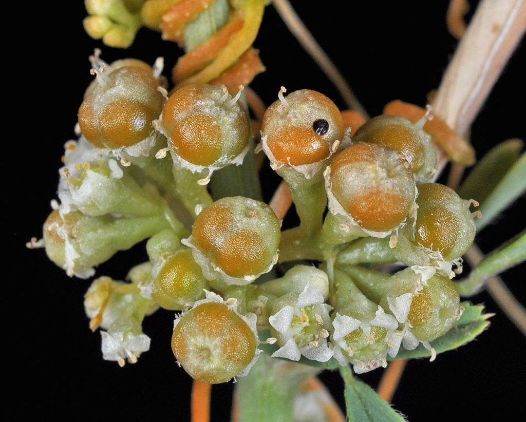 Flora of Eastern Washington Image: Cuscuta pentagona 18