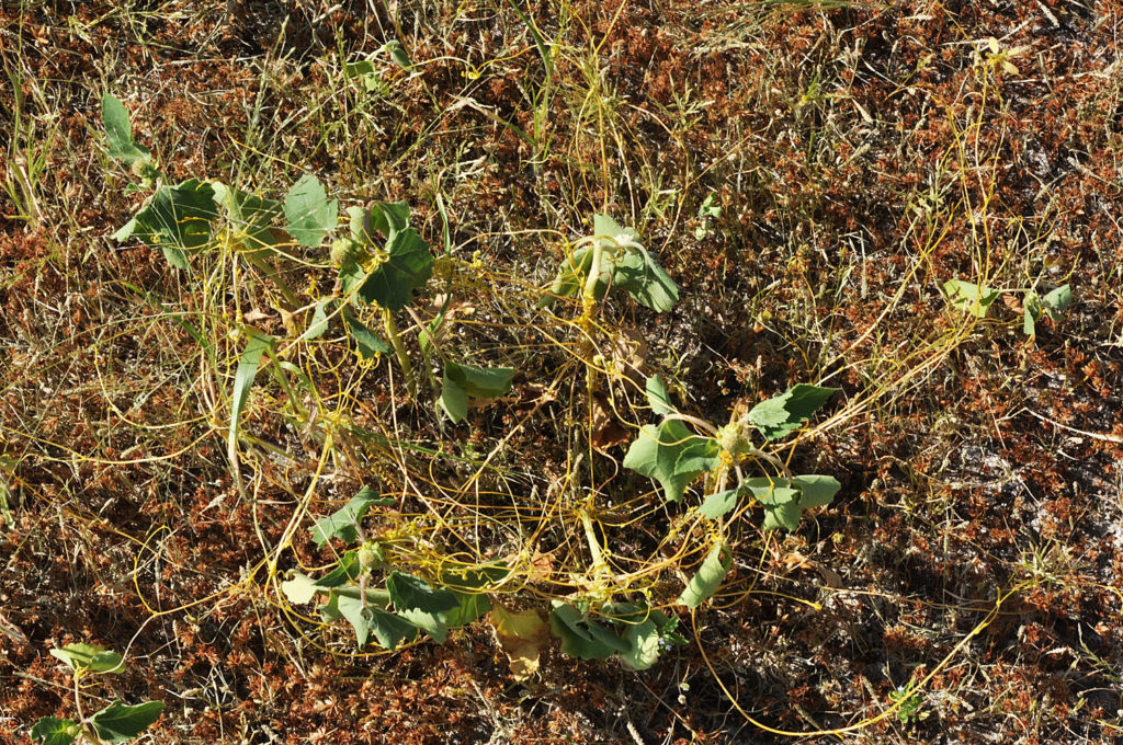 Flora of Eastern Washington Image: Cuscuta pentagona 5
