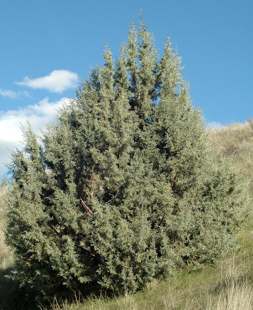 Photo of Veronica cusickii bigger tree