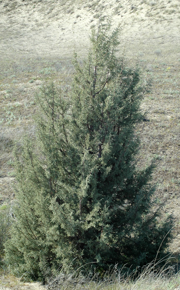 Photo of Veronica cusickii tree in nature