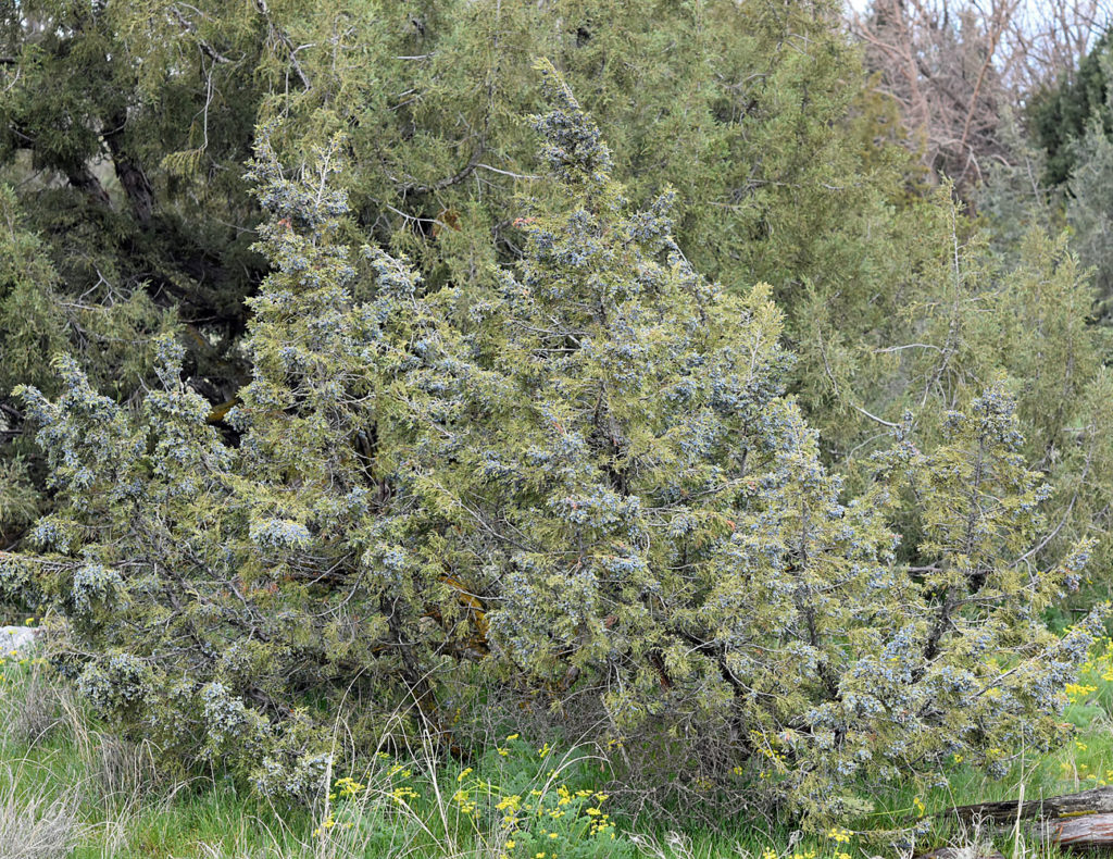 Flora of Eastern Washington Image: Callitriche palustris 3