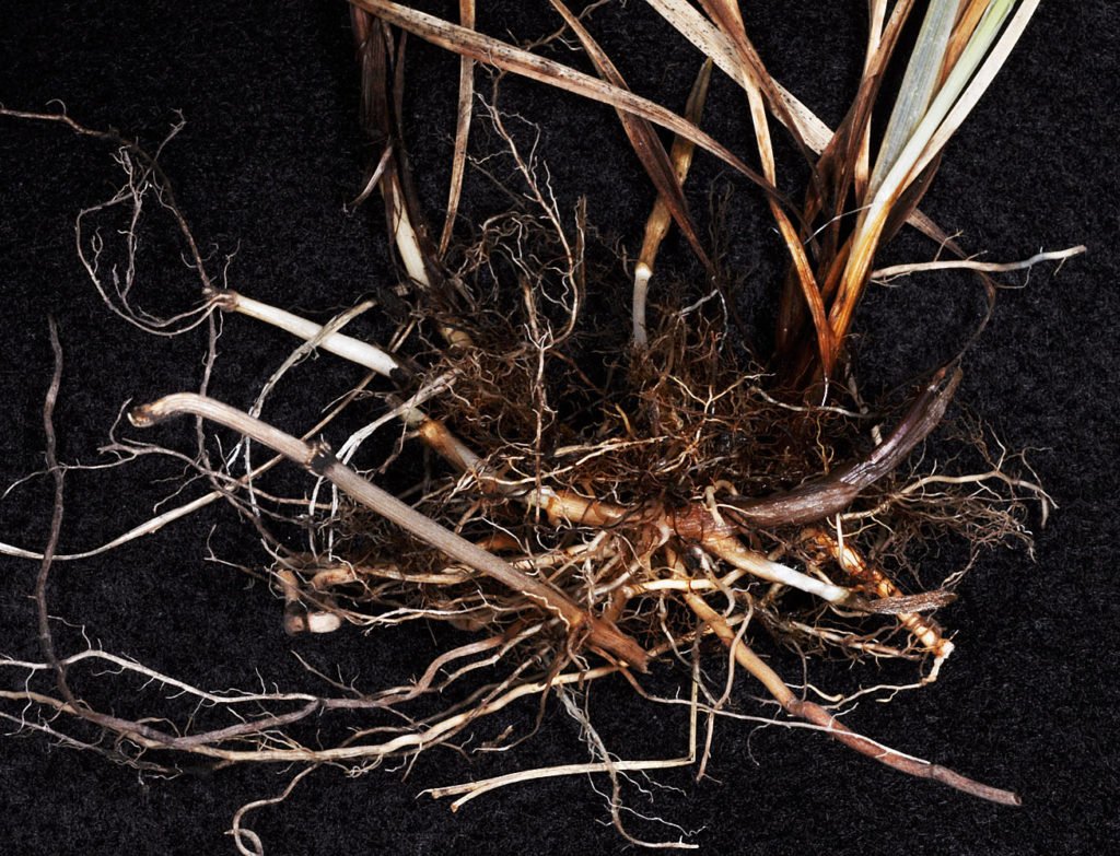 Flora of Eastern Washington Image: Carex aurea 4 