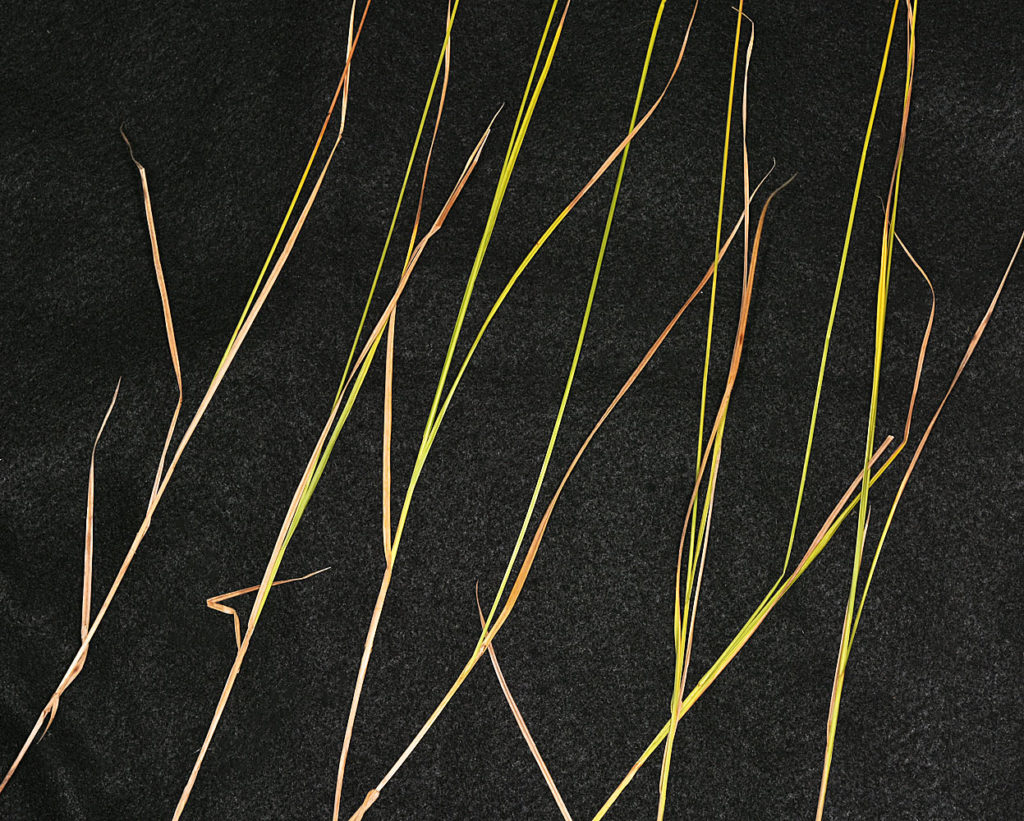 Flora of Eastern Washington Image: Carex bebbii 2