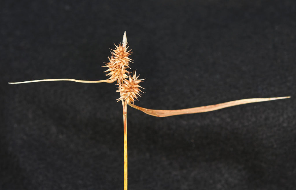 Flora of Eastern Washington Image: Carex flava 6