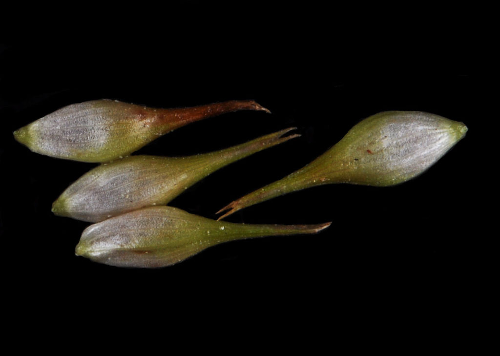 Flora of Eastern Washington Image: Carex hystericina 8