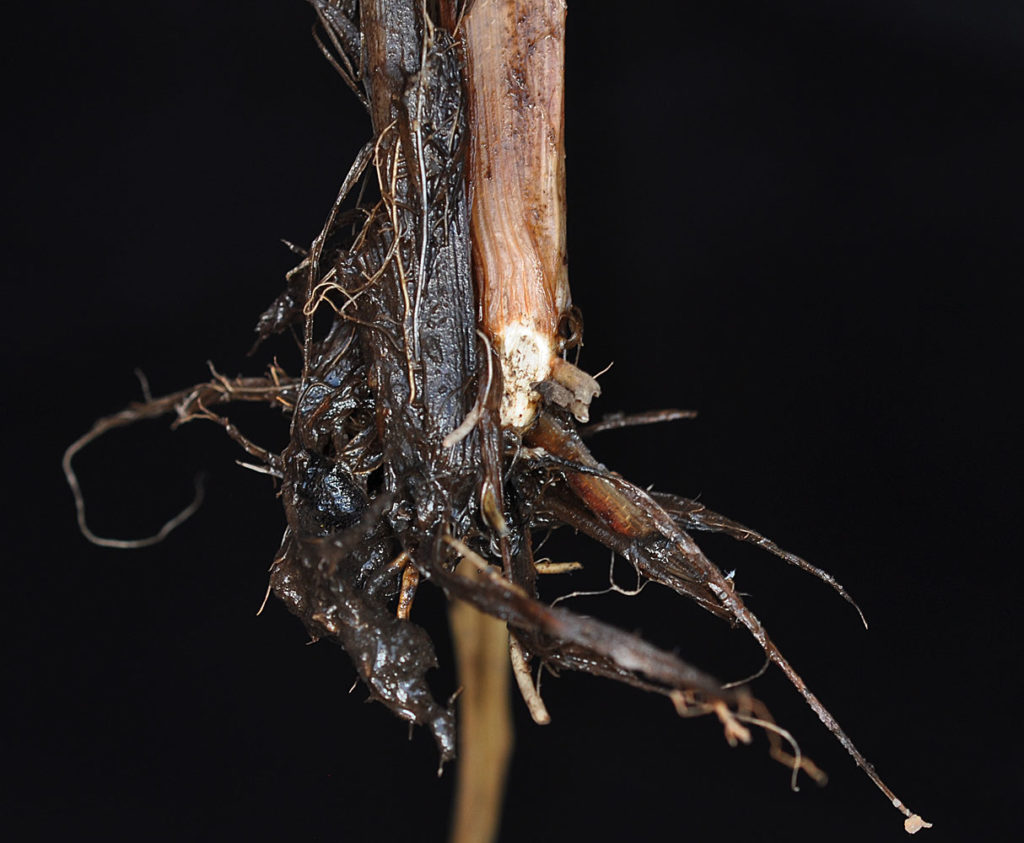 Flora of Eastern Washington Image: Carex hystericina 1