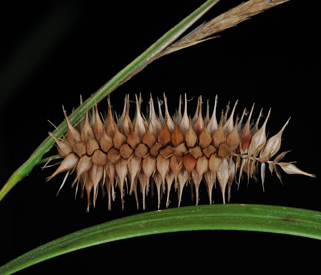 Flora of Eastern Washington Image: Carex hystericina 5