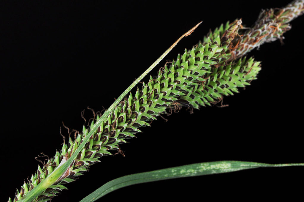 Flora of Eastern Washington Image: Carex kelloggii 4