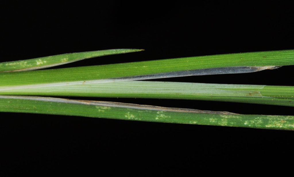 Flora of Eastern Washington Image: Carex kelloggii 3