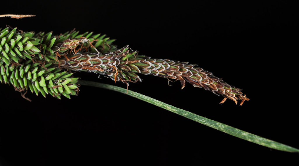 Flora of Eastern Washington Image: Carex kelloggii 5