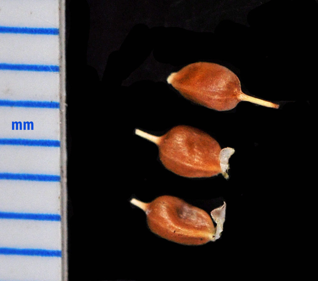 Flora of Eastern Washington Image: Carex limosa 9