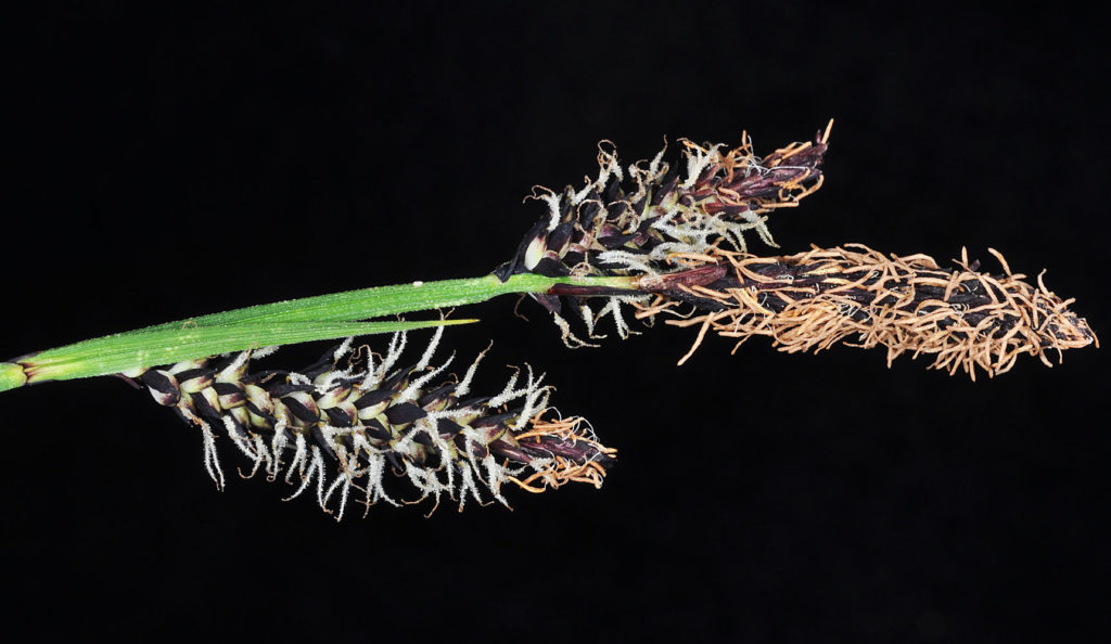 Flora of Eastern Washington Image: Carex scopulorum 3