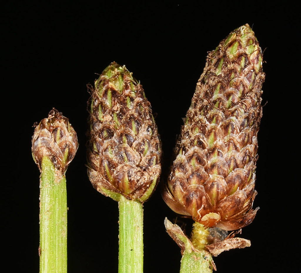 Flora of Eastern Washington Image: Eleocharis obtusa 5