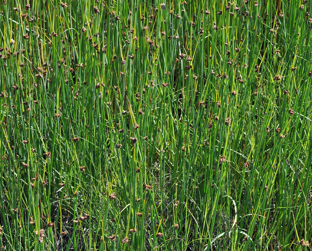 Flora of Eastern Washington Image: Schoenoplectus pungens