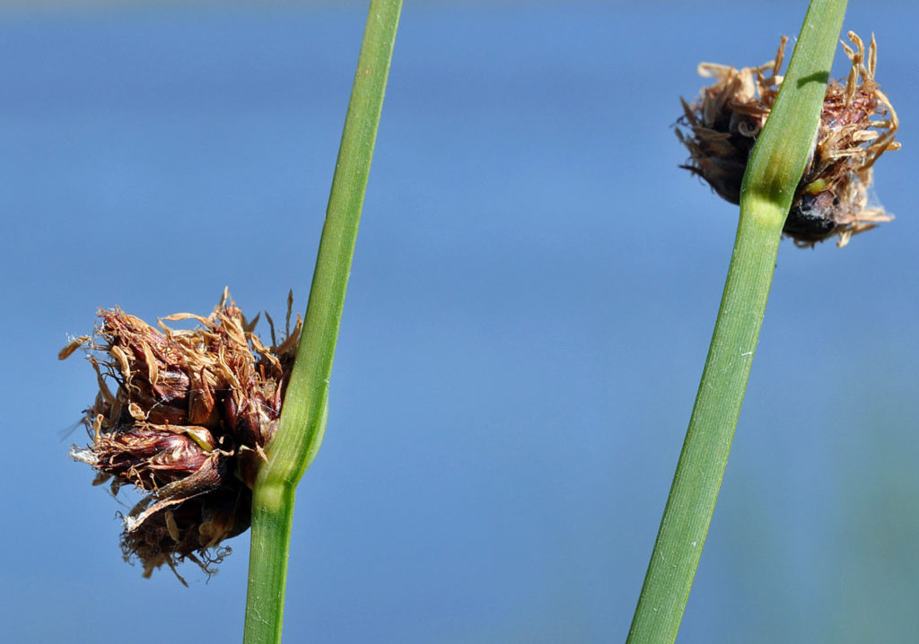 Flora of Eastern Washington Image: Schoenoplectus pungens