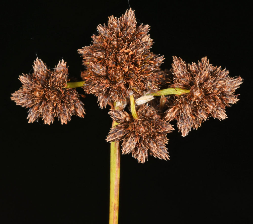 Flora of Eastern Washington Image: Scirpus pallidus 18