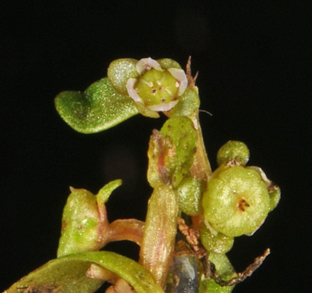 Flora of Eastern Washington Image: Elatine californica 20
