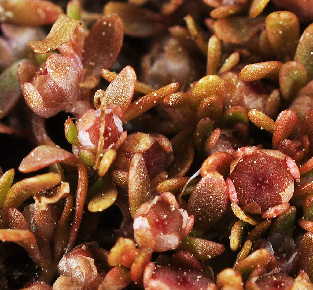 Flora of Eastern Washington Image: Elatine californica 11