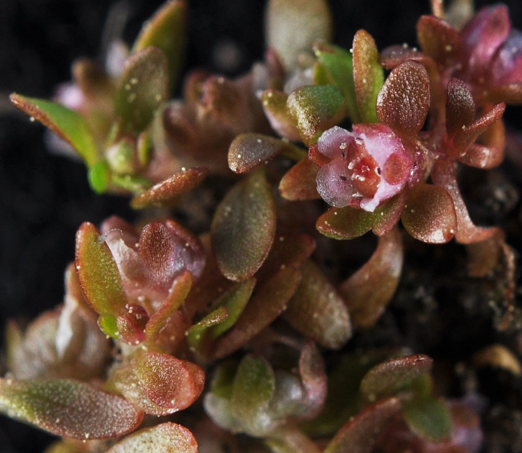 Flora of Eastern Washington Image: Elatine californica 9