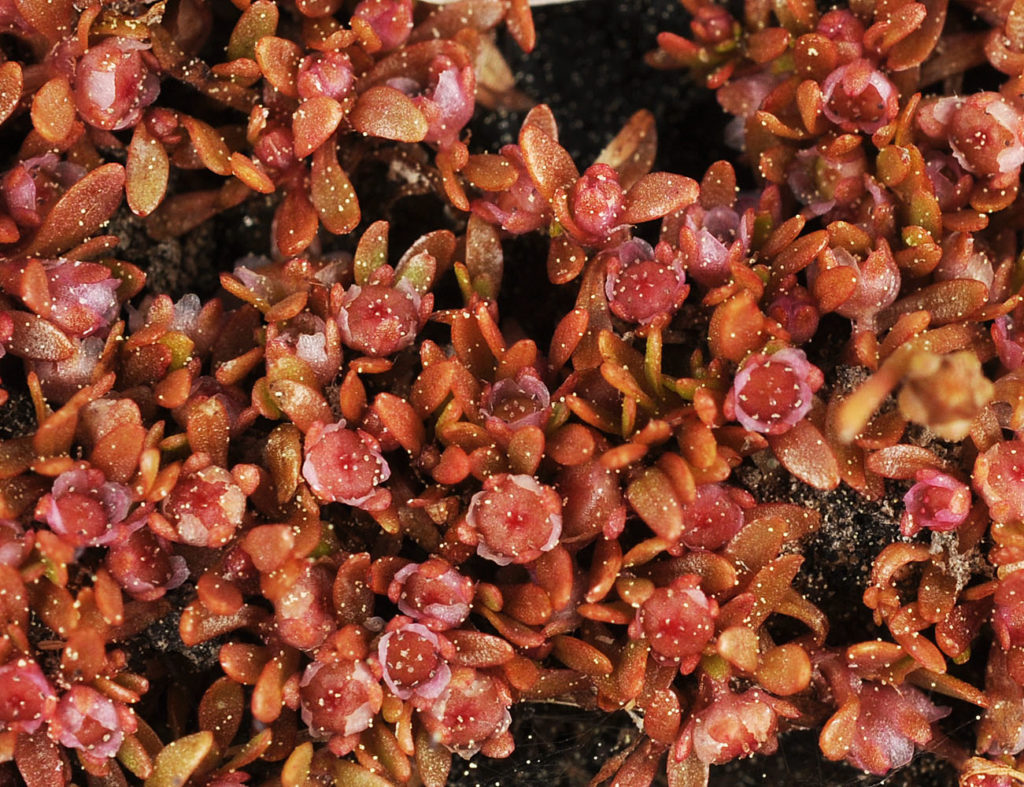 Flora of Eastern Washington Image: Elatine californica 10