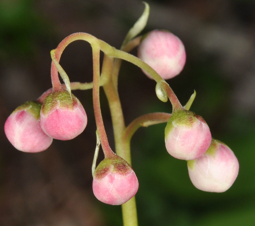Flora of Eastern Washington Image: Veronica americana bulbs not blossomed