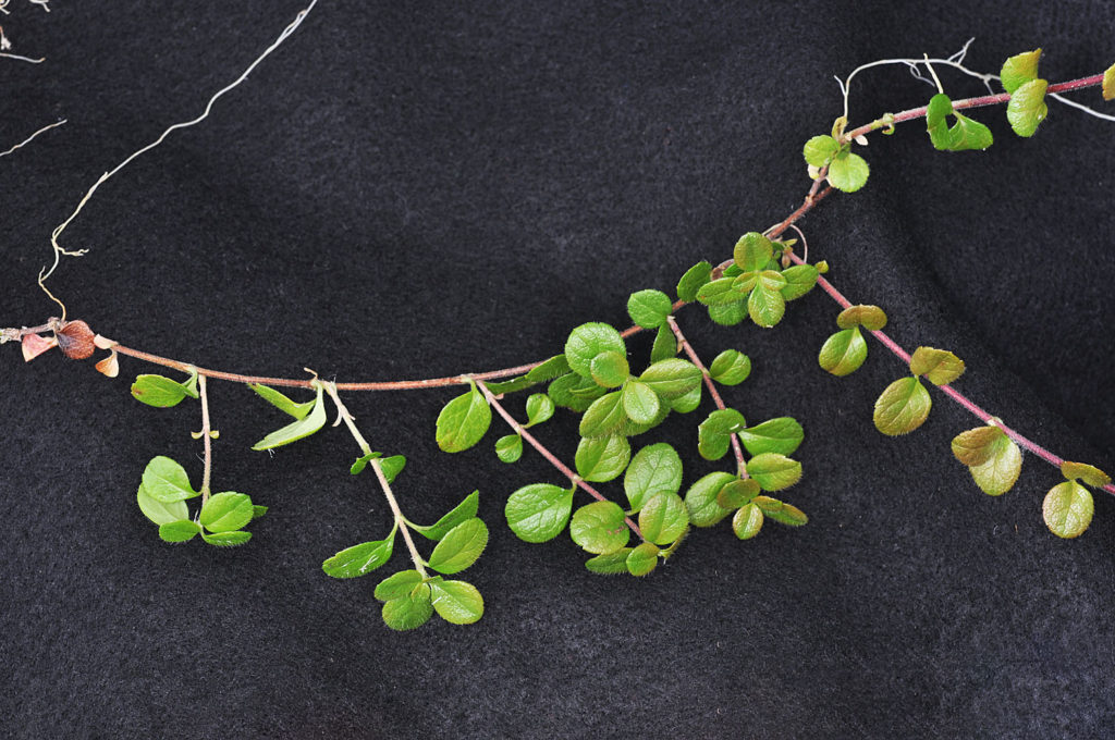 Flora of Eastern Washington Image: Veronica peregrina single growth with stems and leaves