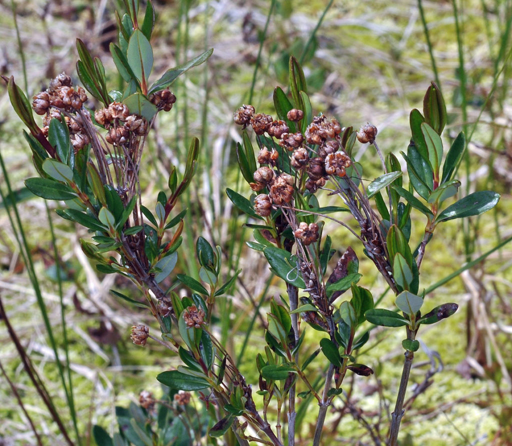 Flora of Eastern Washington Image: Veronica serpyllifolia zoomed in plant on nature